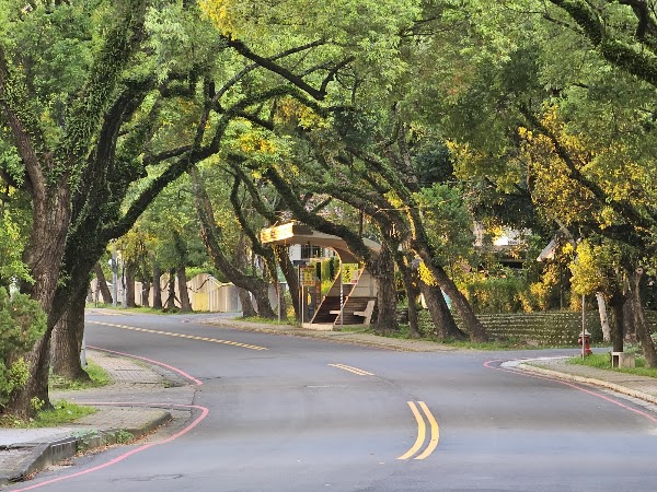 綠色隧道
